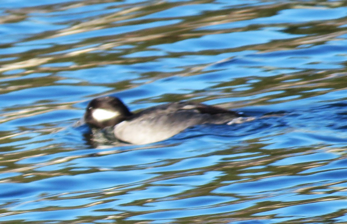 Porrón Albeola - ML646748985