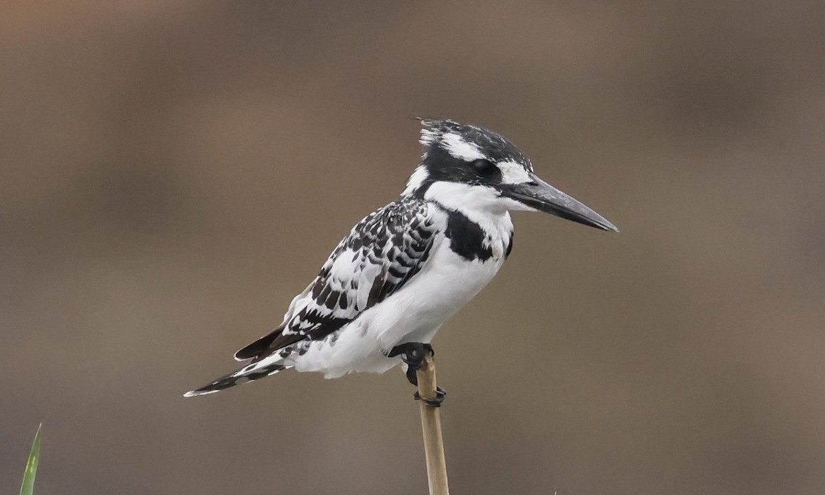 Pied Kingfisher - ML646748986