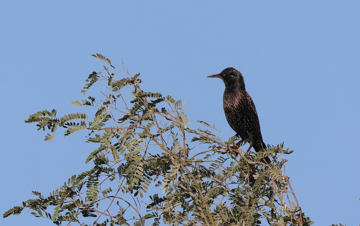 Arabazozo pikarta - ML646748987