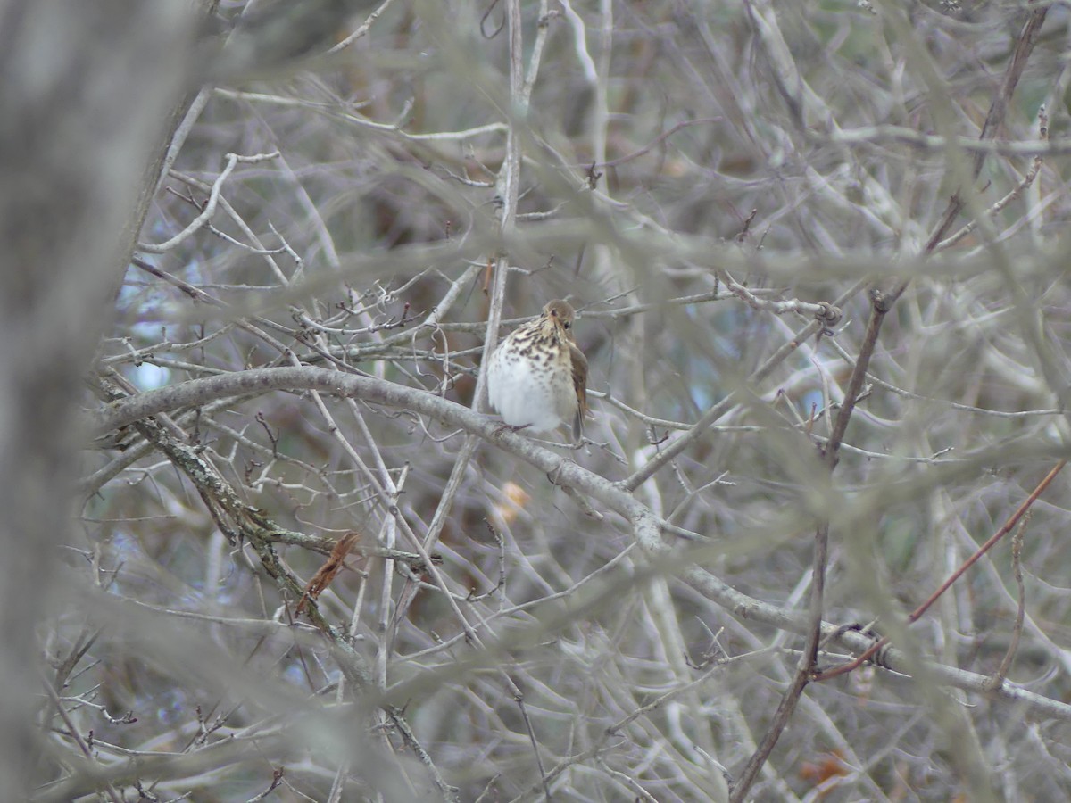 קיכלי חלוד-זנב - ML646748989