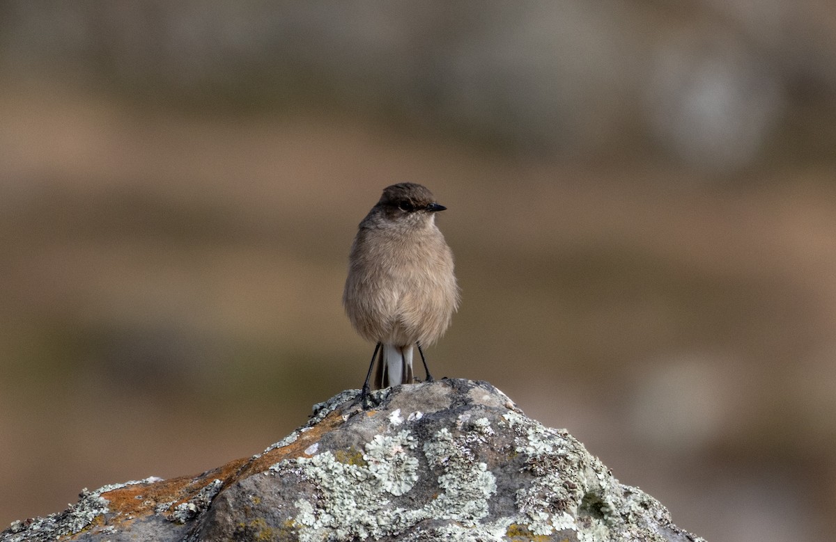Moorland Chat (Abyssinian) - ML646748991
