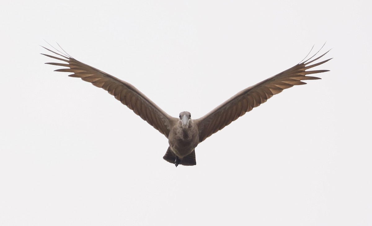 Hamerkop - ML646748992