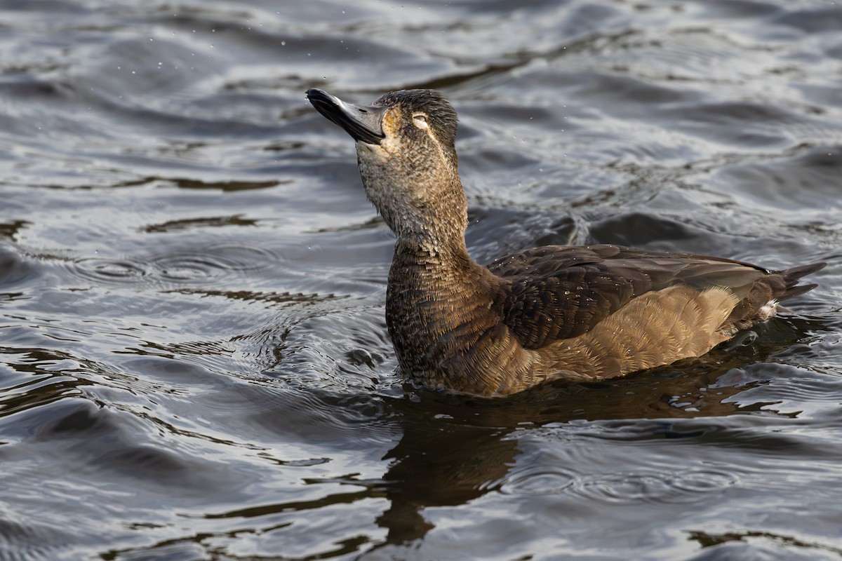 Ring-necked Duck - ML646748995