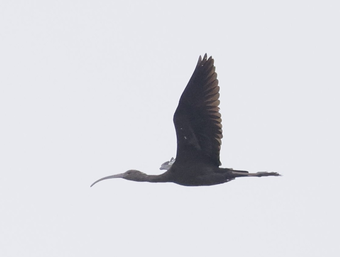 Glossy Ibis - ML646748996