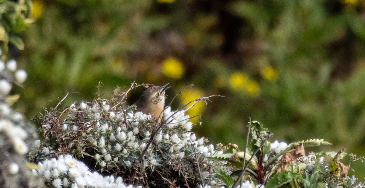 Cinnamon Bracken-Warbler - ML646748997