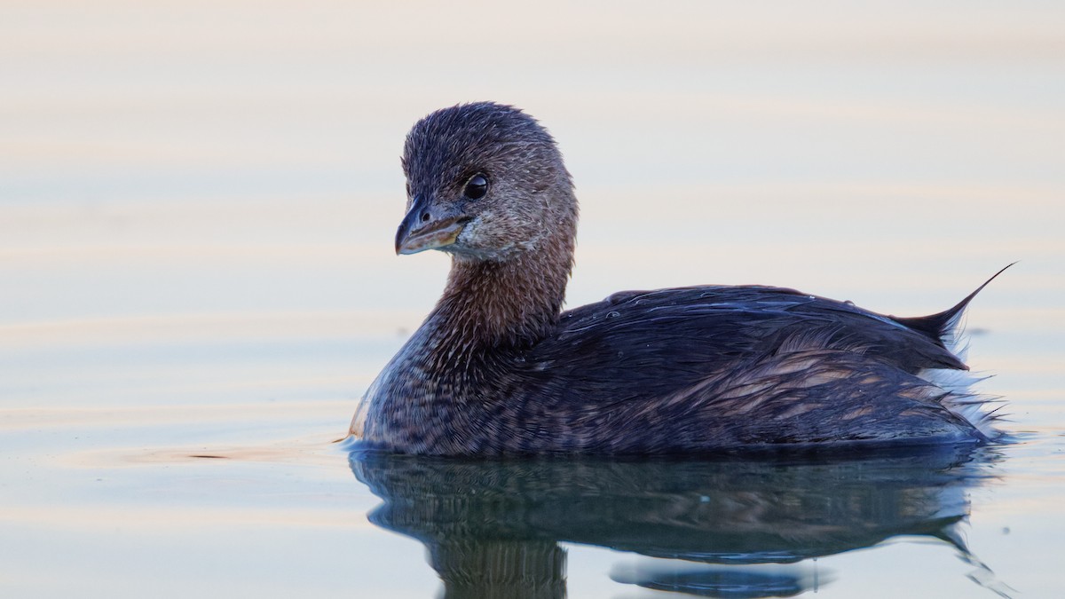 Zampullín Picogrueso - ML646749000