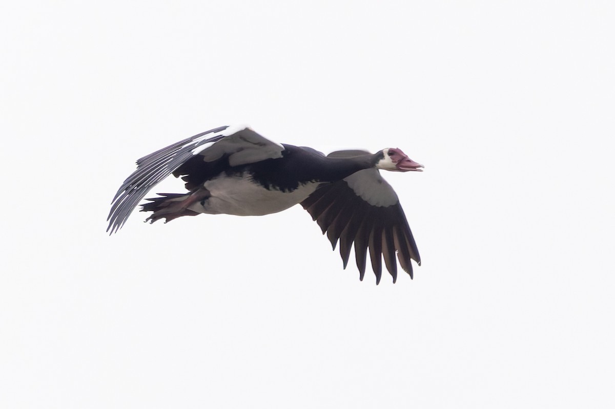 Spur-winged Goose - ML646749001