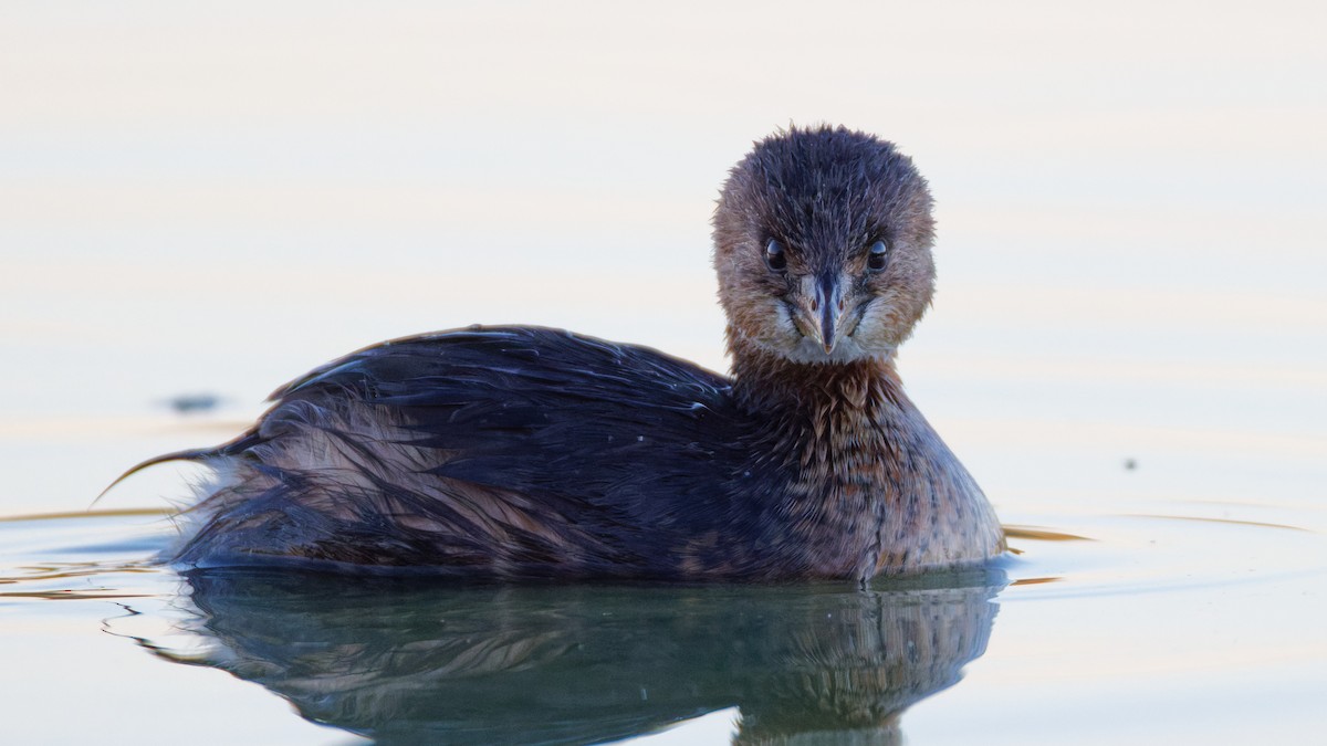 Zampullín Picogrueso - ML646749002