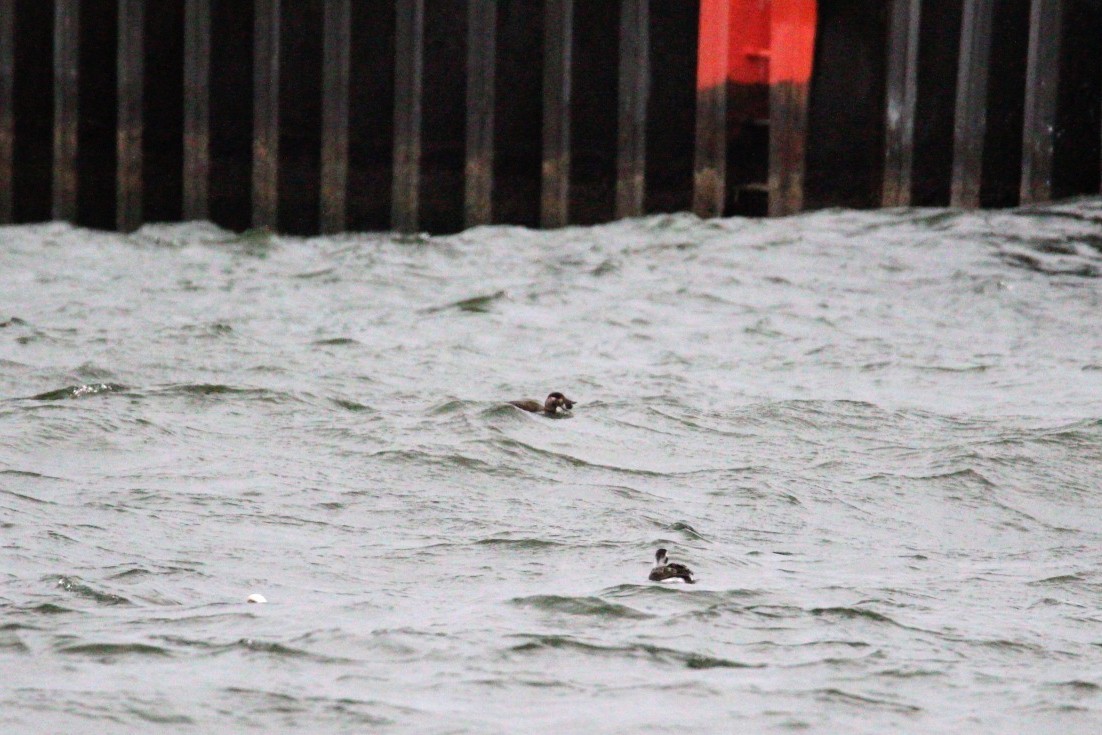 Surf Scoter - ML646749005