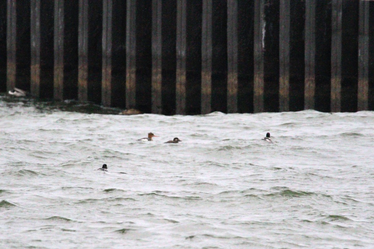 Surf Scoter - ML646749006