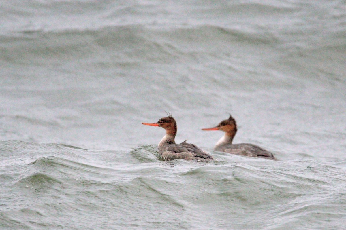 Red-breasted Merganser - ML646749007
