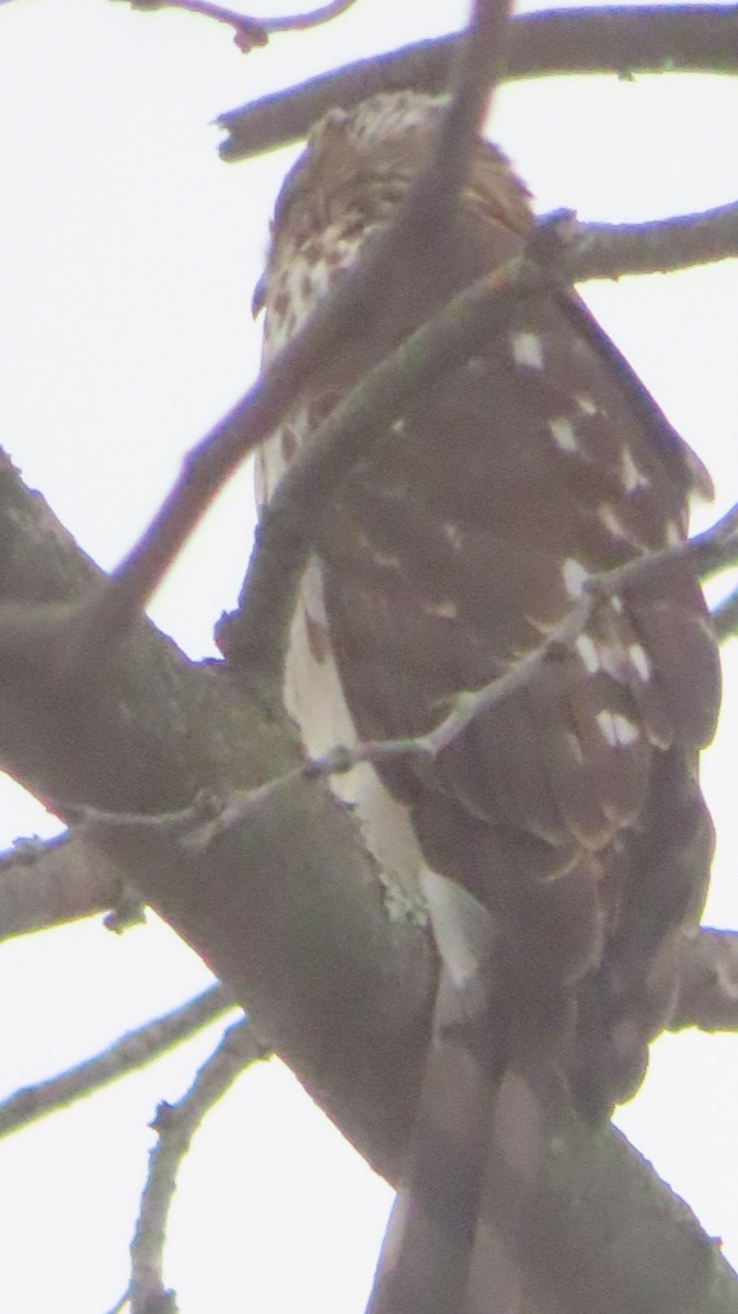 Cooper's Hawk - ML646749008