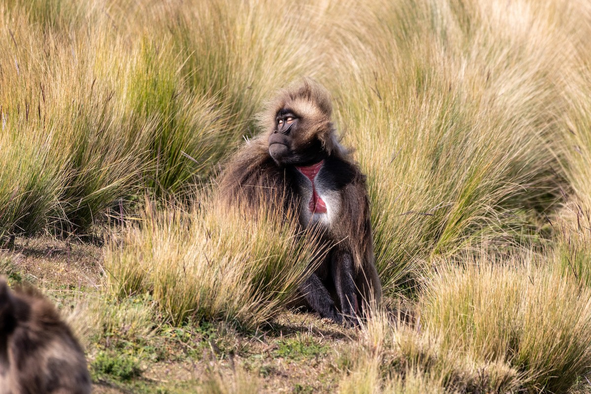 Gelada - ML646749013