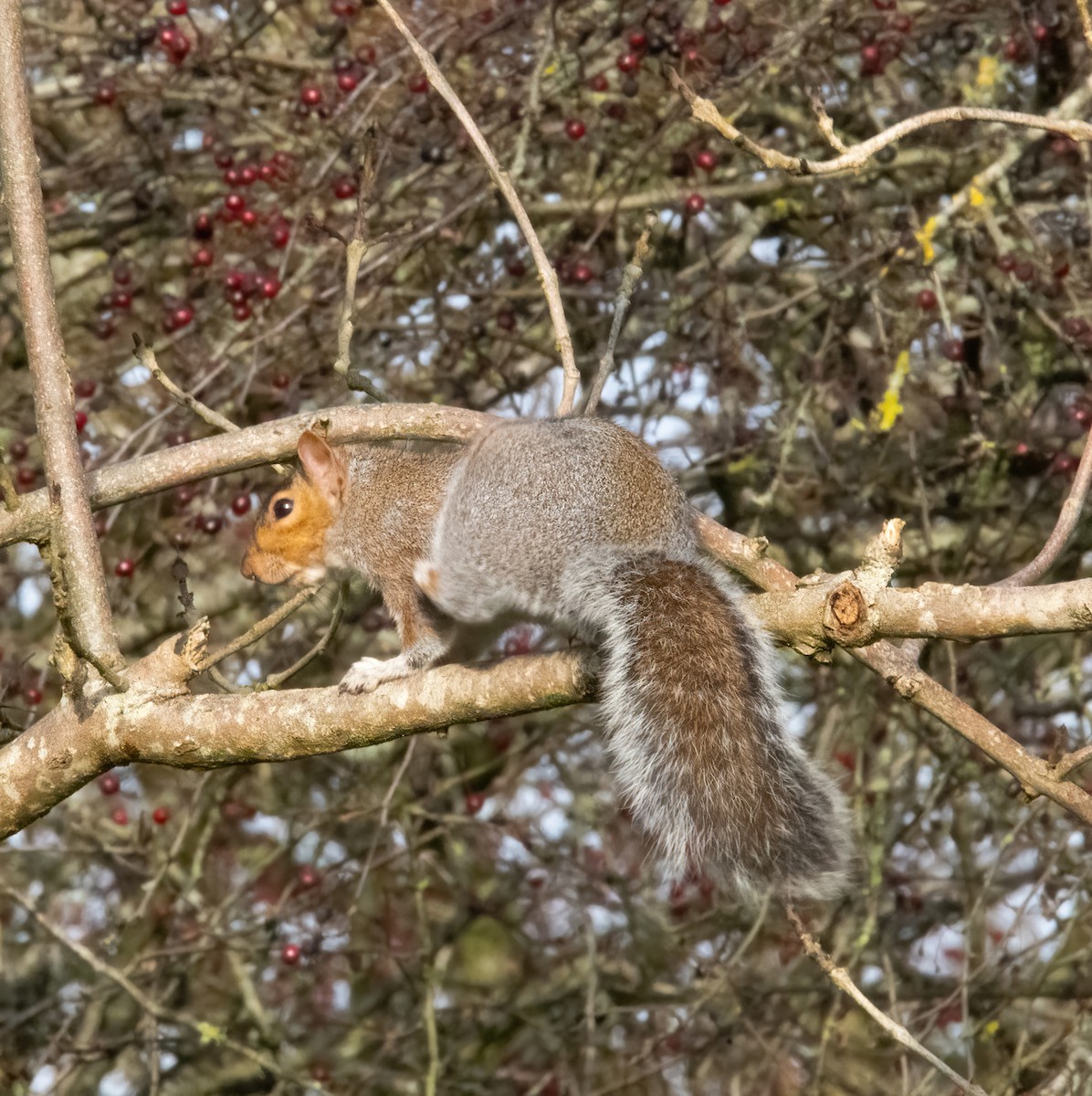 Grauhörnchen - ML646749017