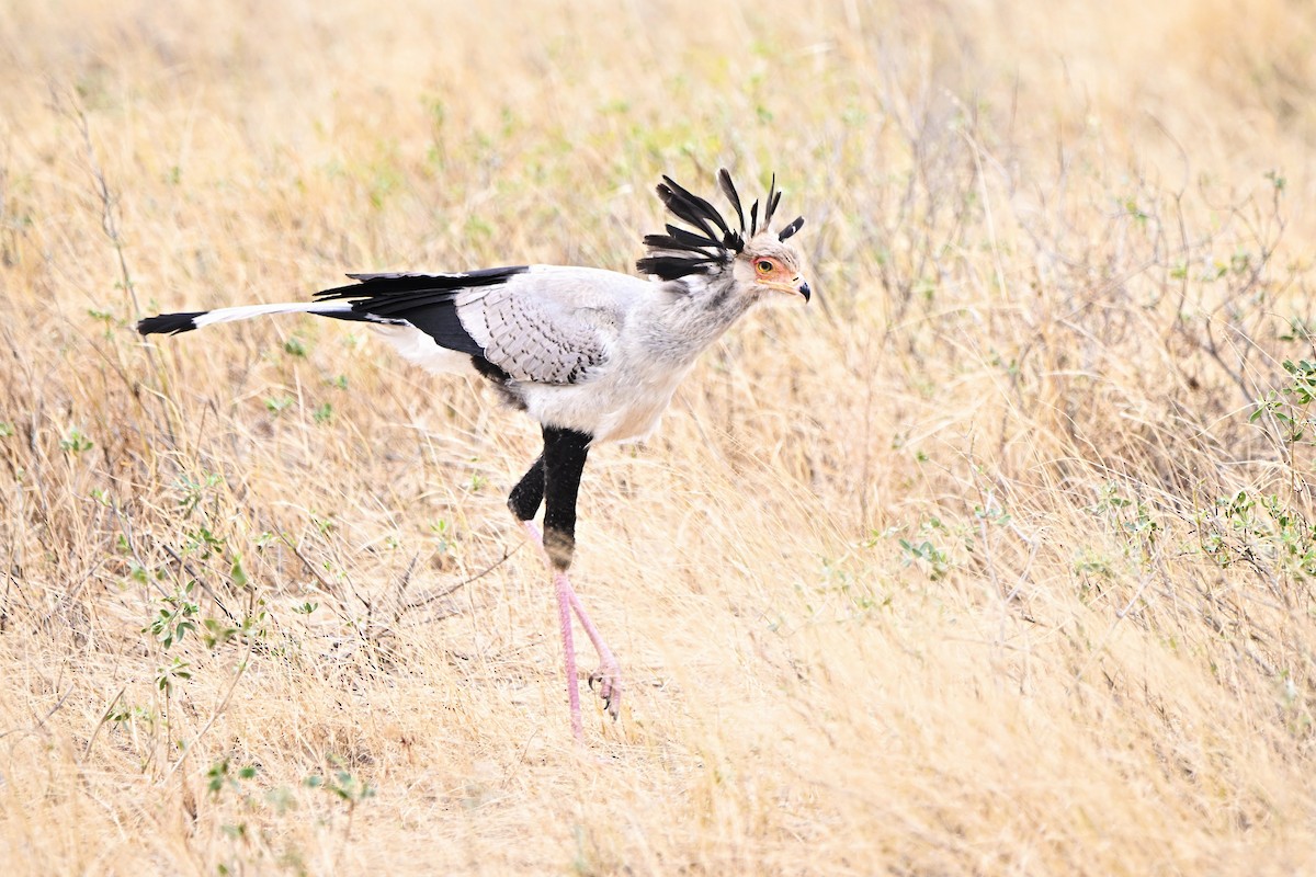 Secretarybird - ML646749018