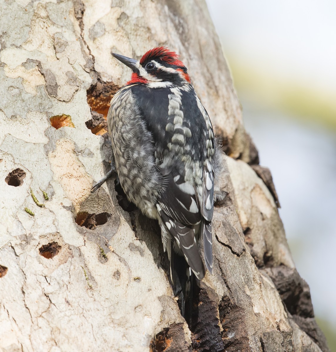 アカエリシルスイキツツキ - ML646749019