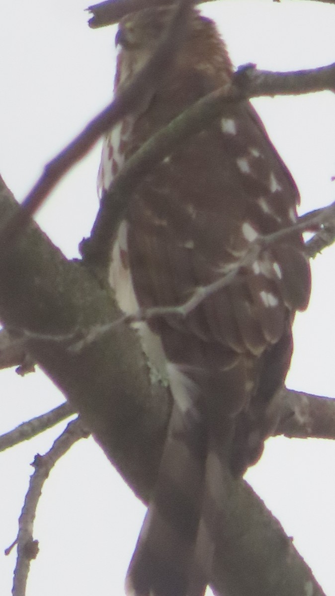 Cooper's Hawk - ML646749020