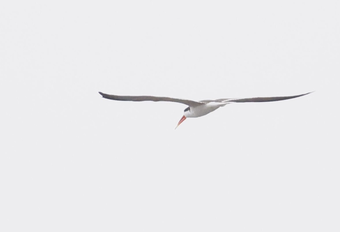 African Skimmer - ML646749021
