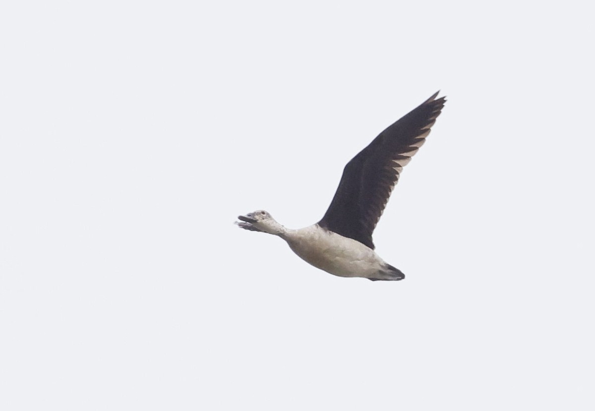 Knob-billed Duck - ML646749023