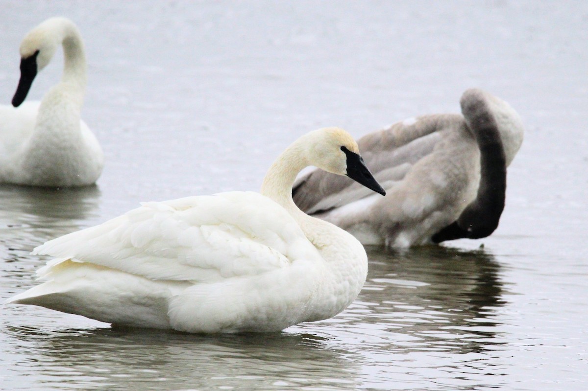 Trumpeter Swan - ML646749024