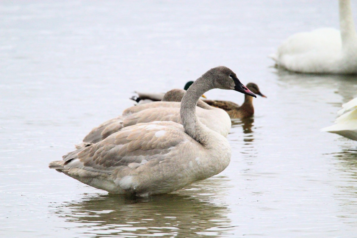 Trumpeter Swan - ML646749025