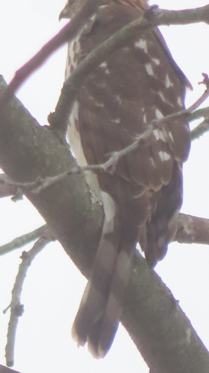 Cooper's Hawk - ML646749026