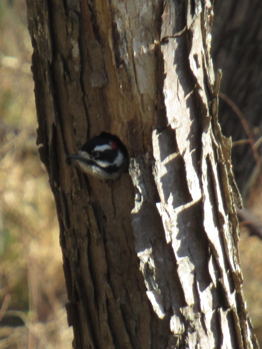Downy Woodpecker - ML646749027