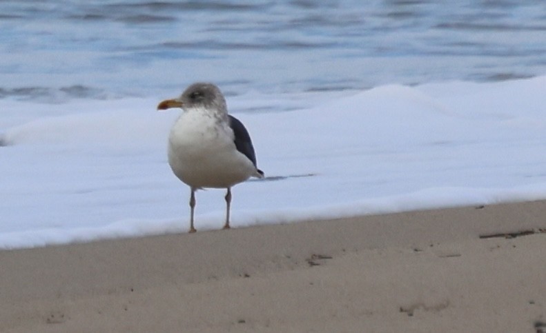 Great Black-backed Gull - ML646749028