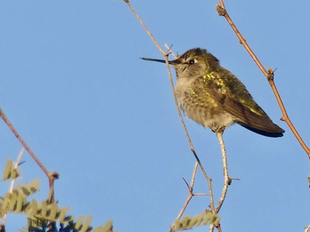 Anna's Hummingbird - ML646749030