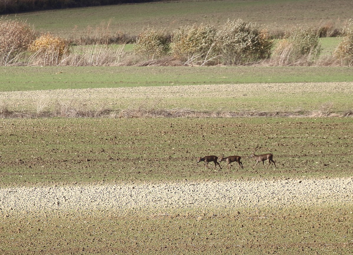 Animals - ML646749032