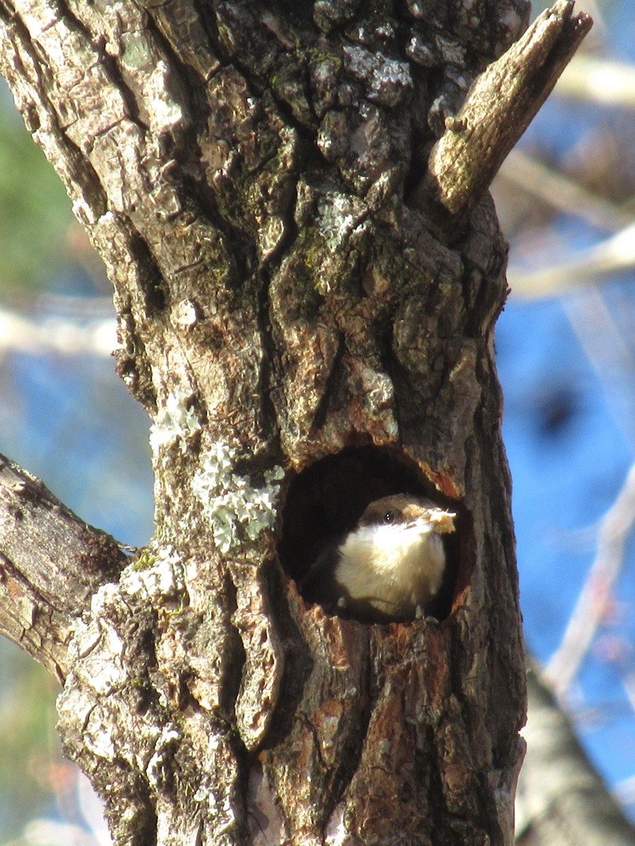 Sittelle à tête brune - ML646749033