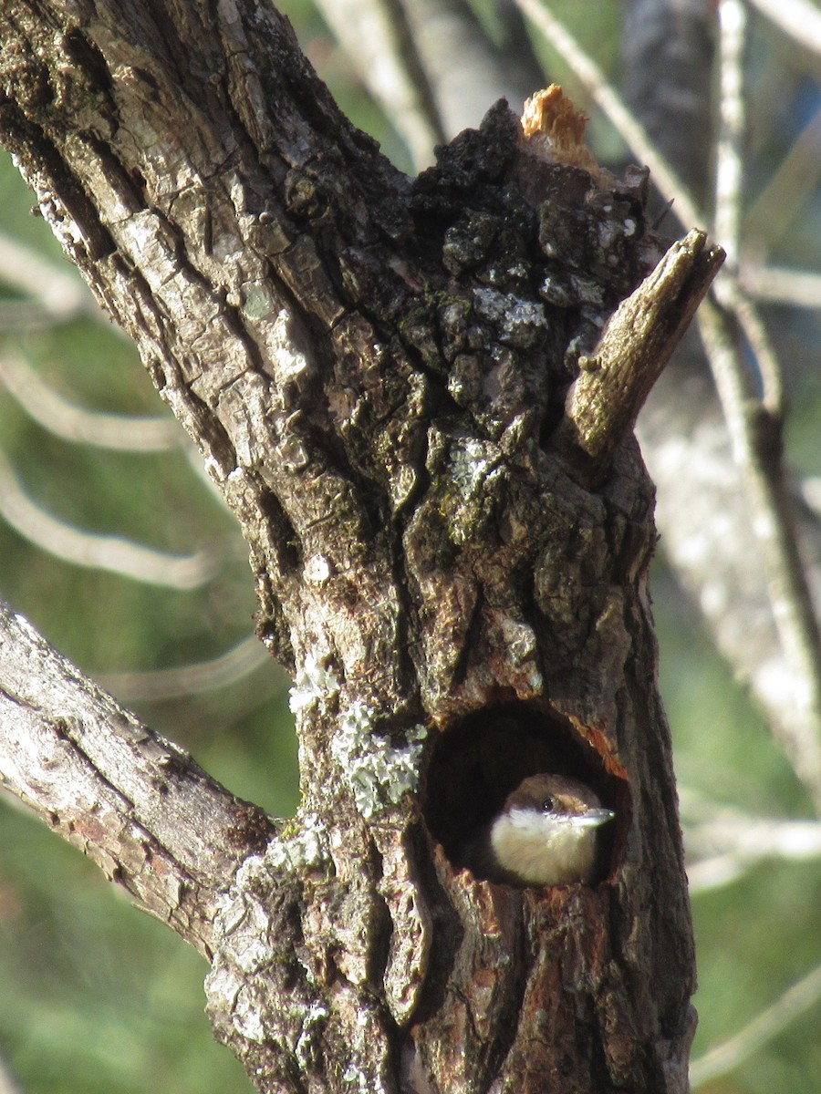 Sittelle à tête brune - ML646749034