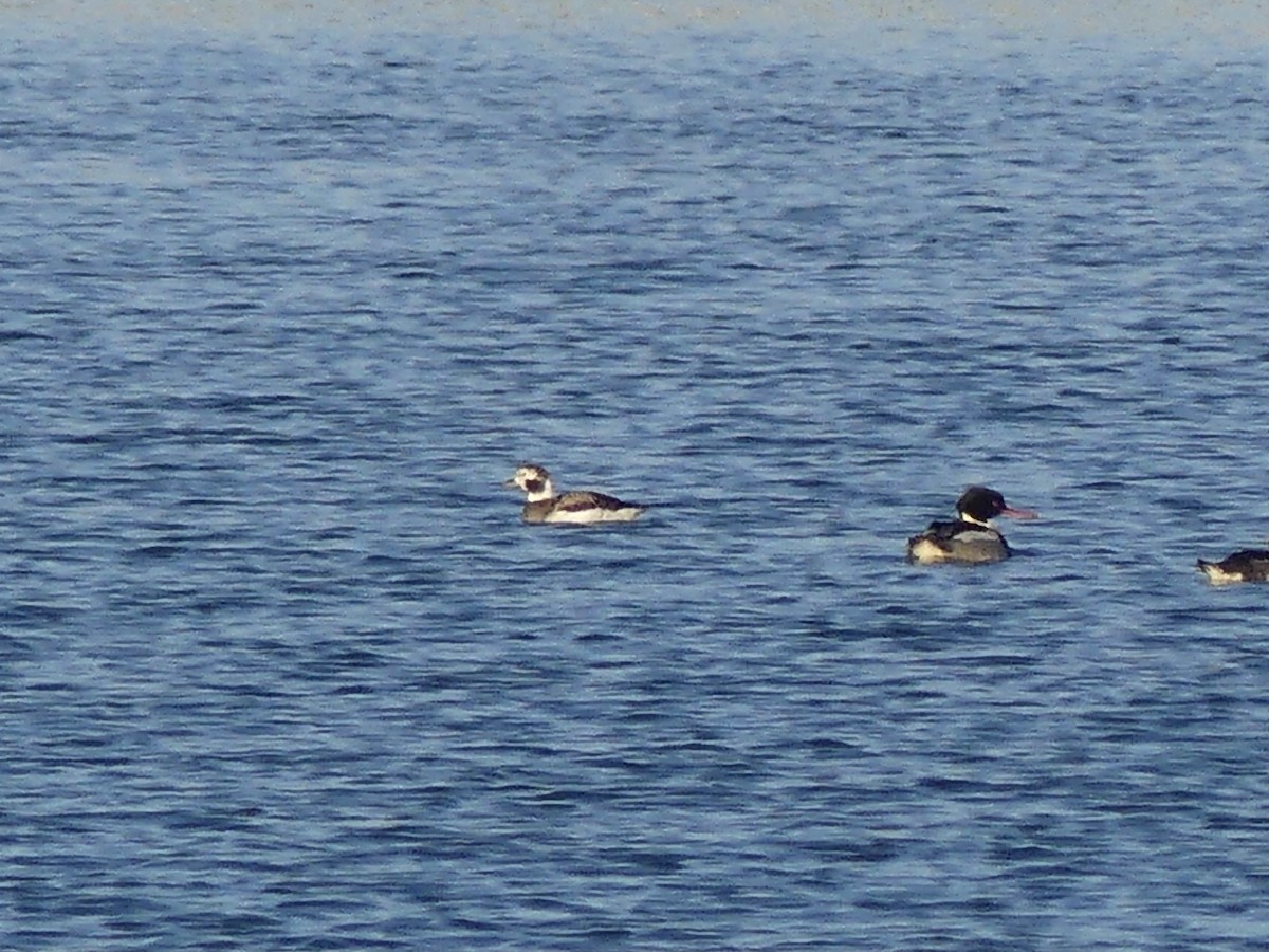 ברווז קרח - ML646749035