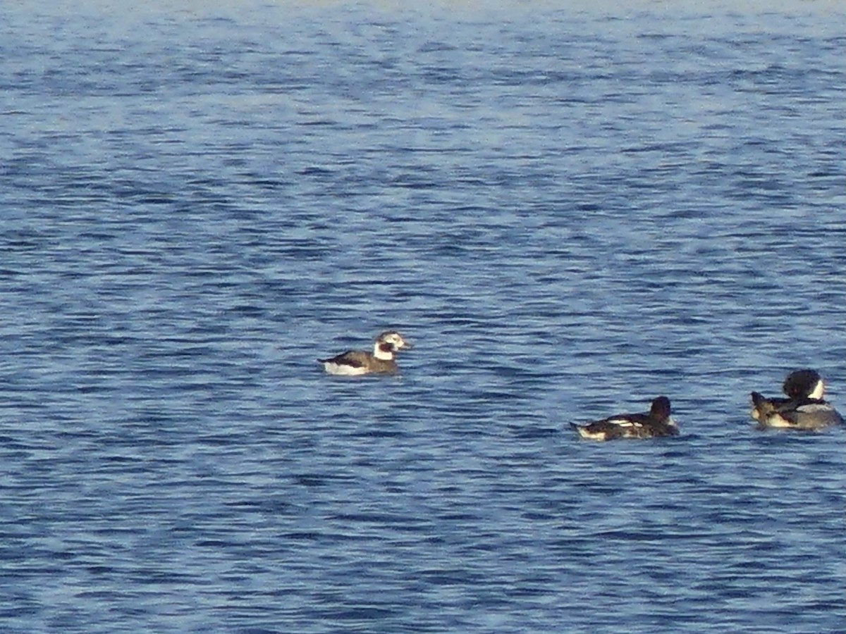 ברווז קרח - ML646749036