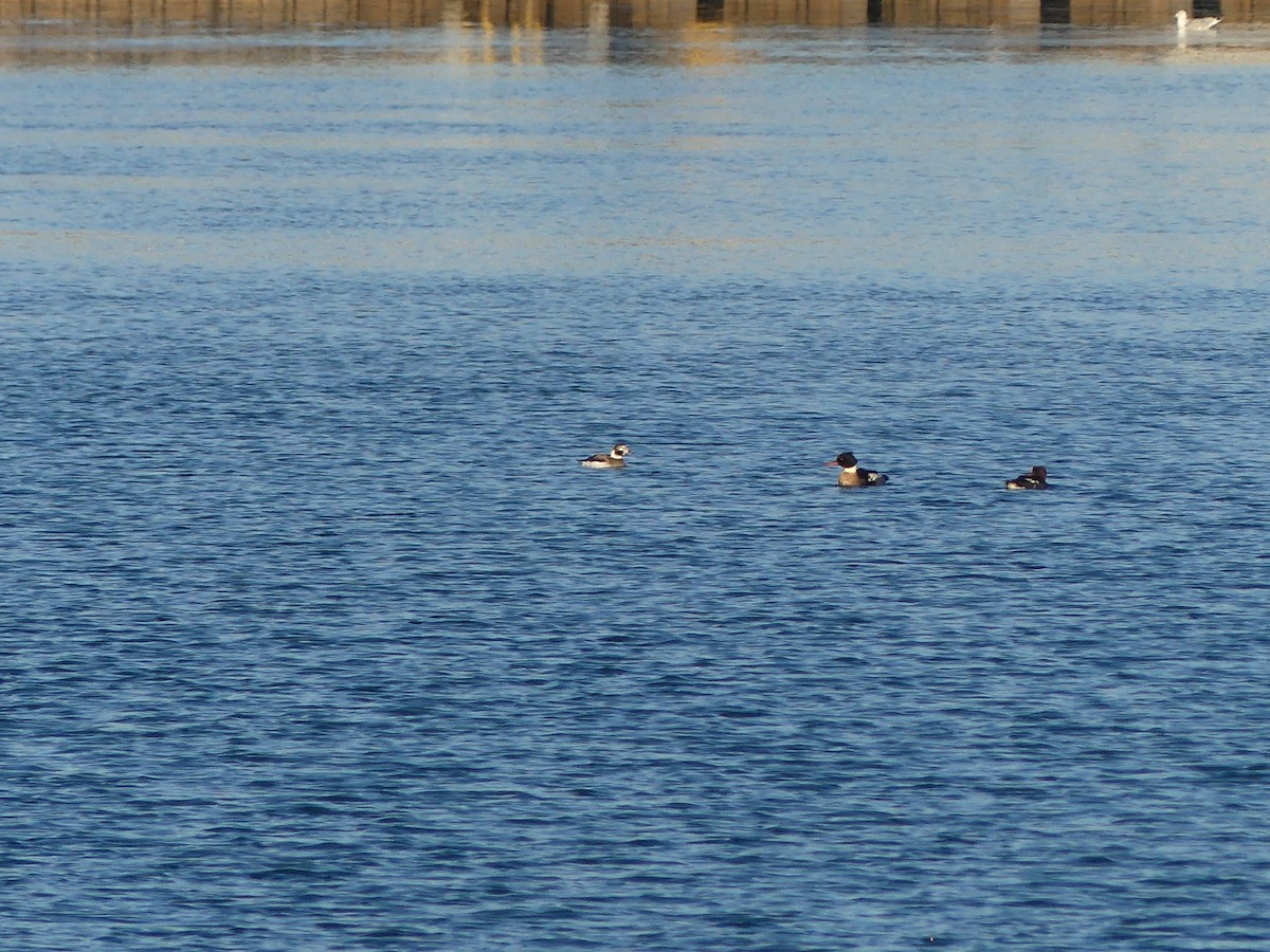 ברווז קרח - ML646749038