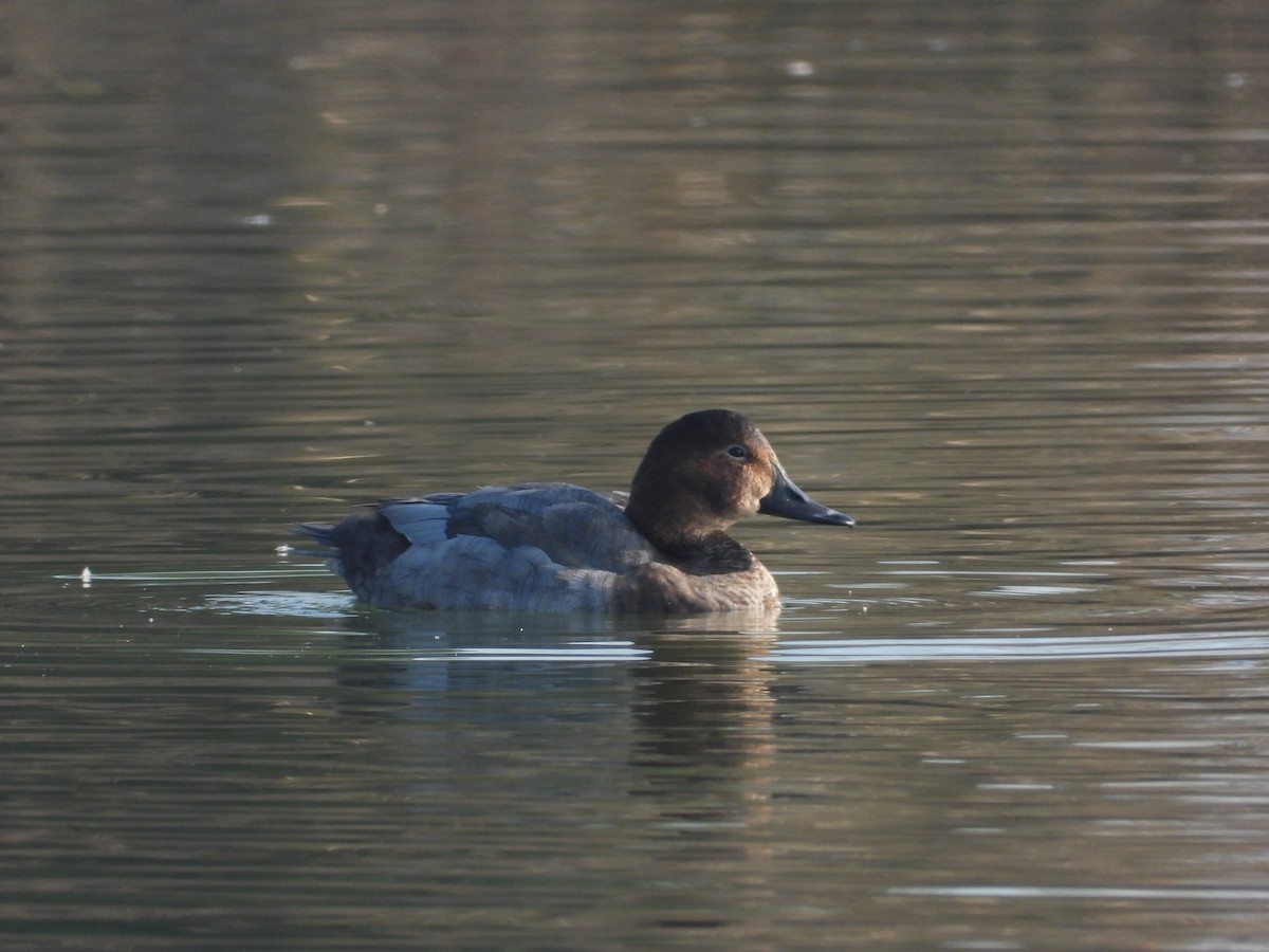 ホシハジロ - ML646749039