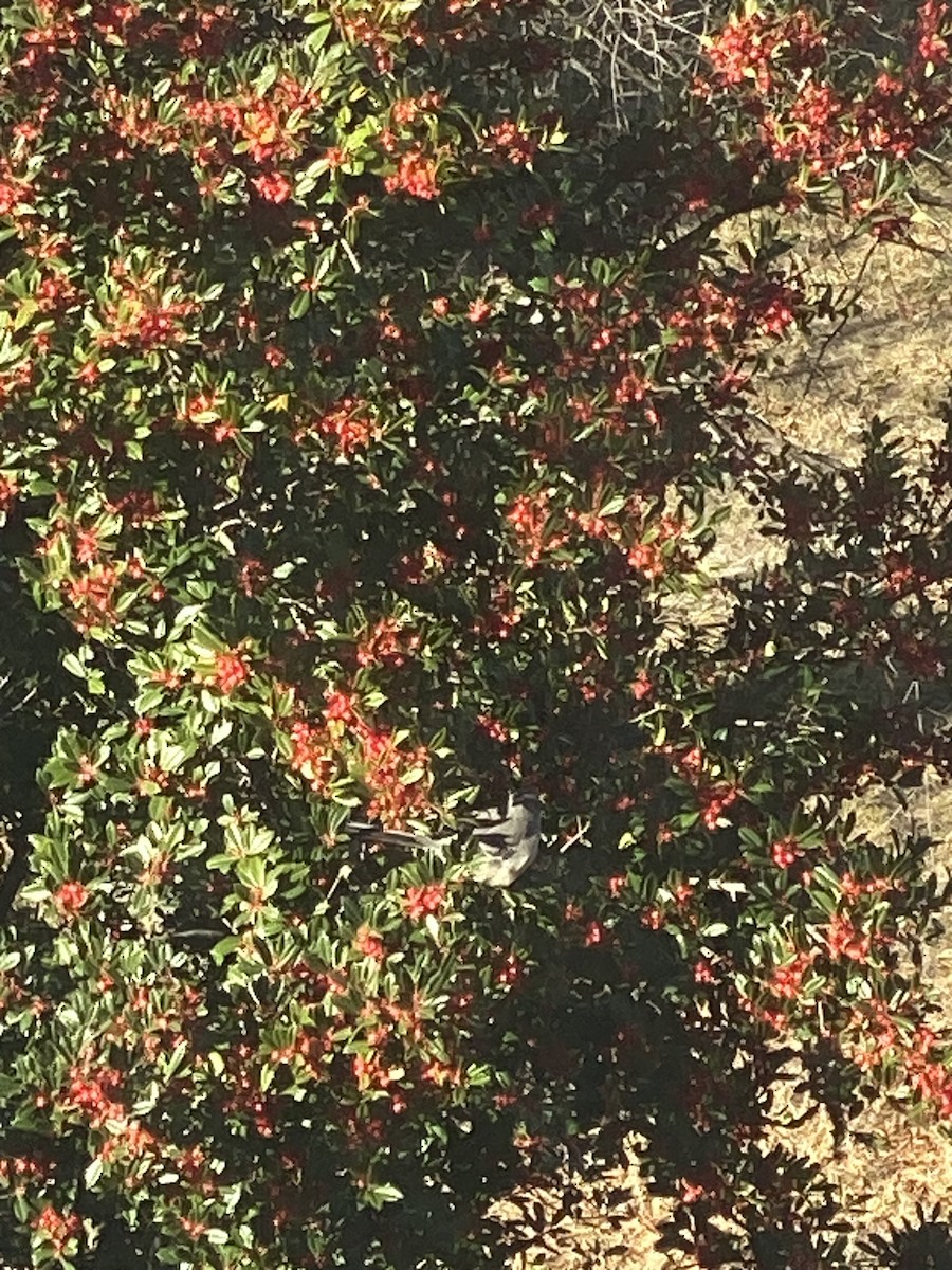 Northern Mockingbird - ML646749040