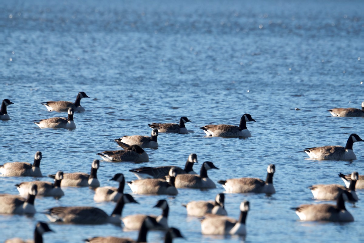 Казарка мала - ML646749041