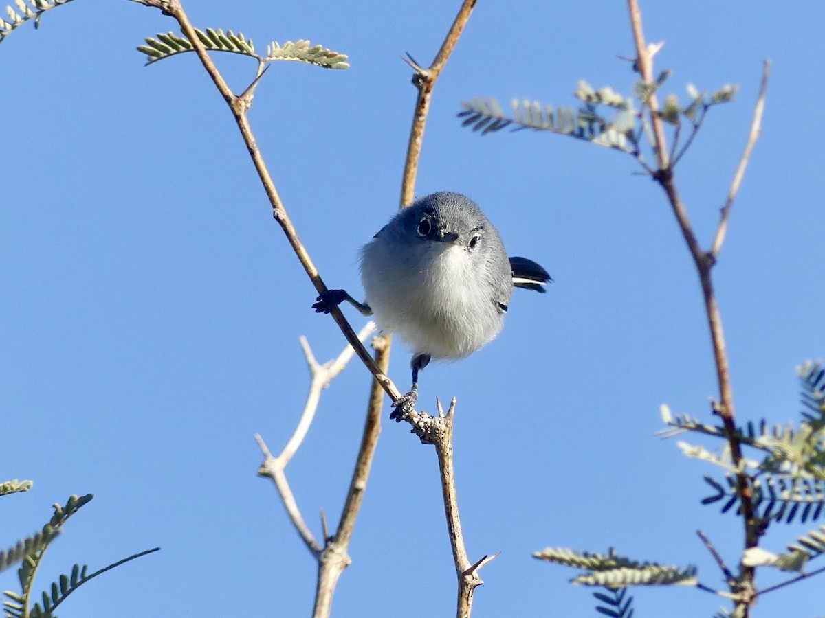 Black-tailed Gnatcatcher - ML646749042