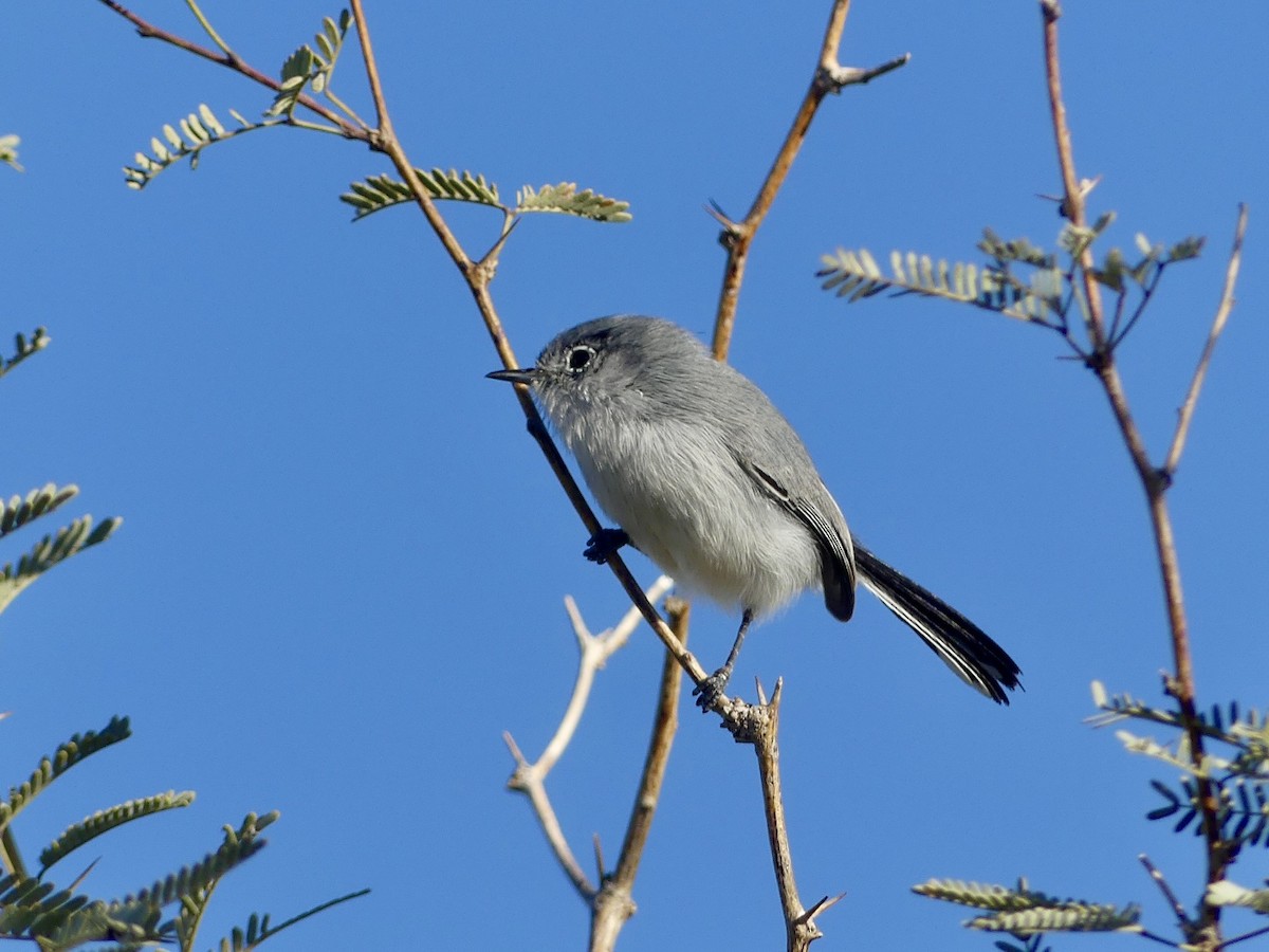 Black-tailed Gnatcatcher - ML646749043