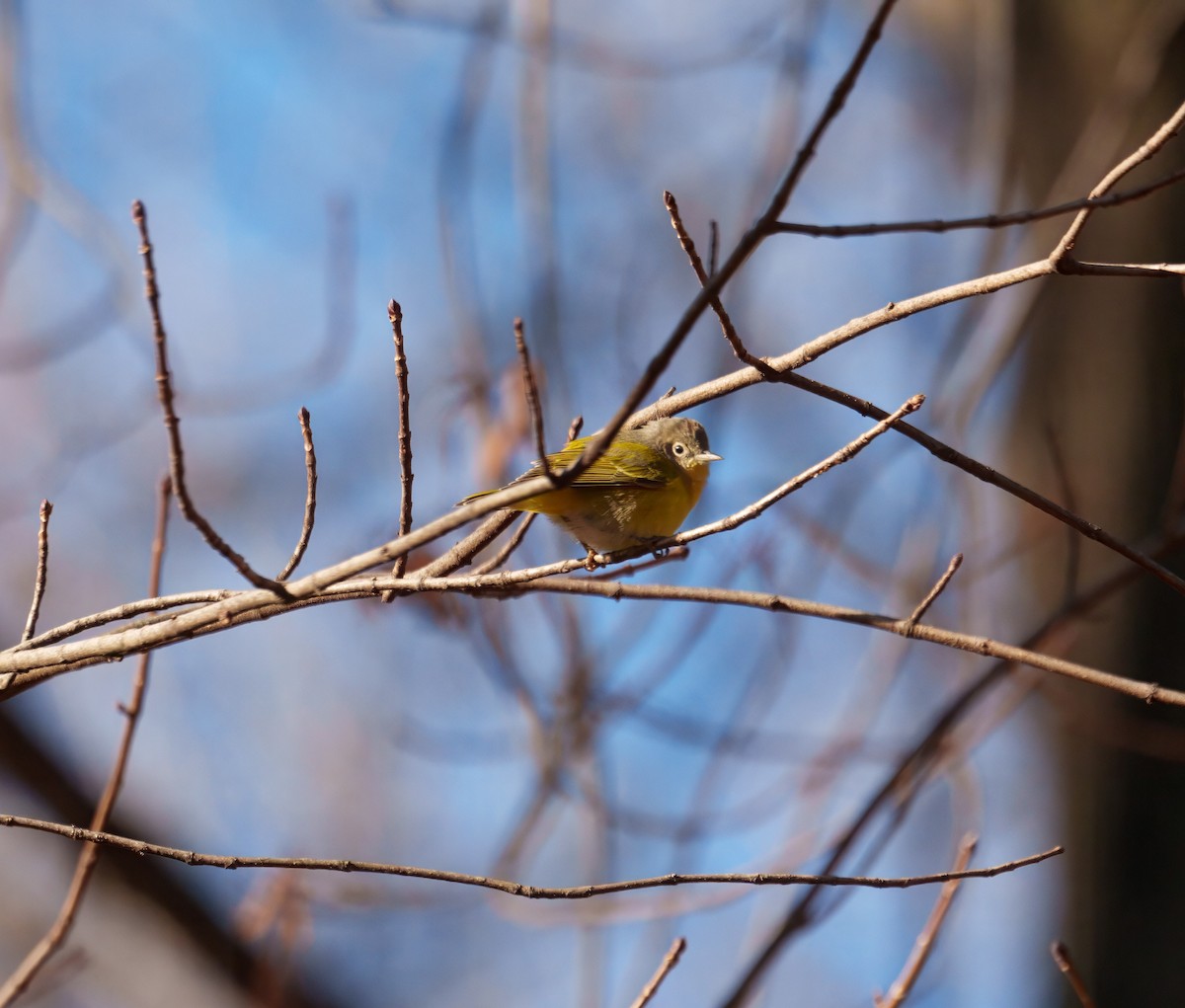 Червоїд сіроголовий - ML646749046