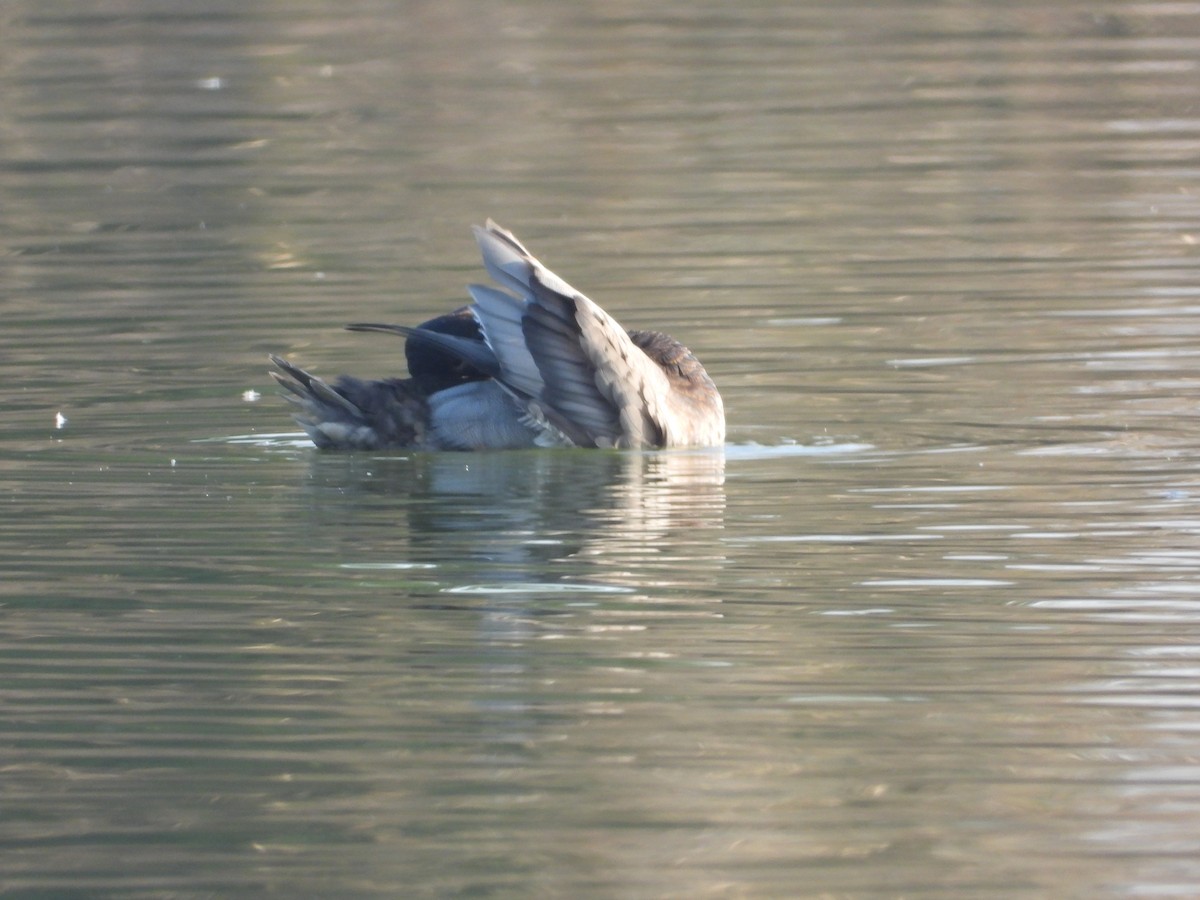 ホシハジロ - ML646749048