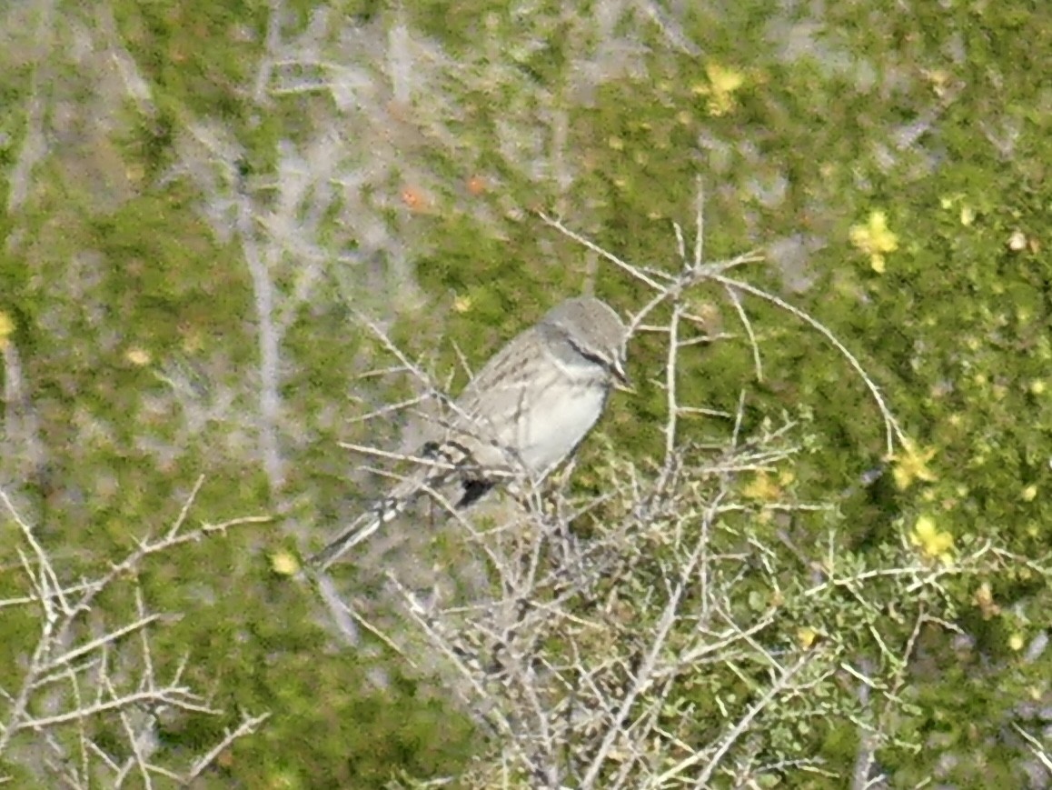 Sagebrush Sparrow - ML646749049