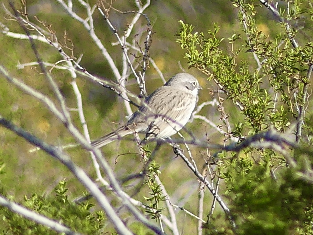 Sagebrush Sparrow - ML646749050