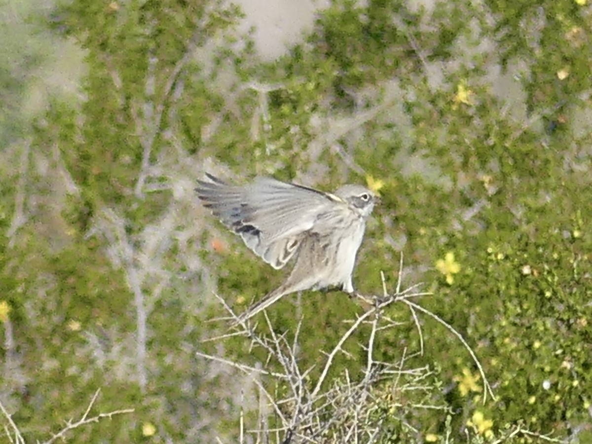 Sagebrush Sparrow - ML646749051
