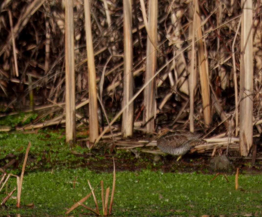 Wilson's Snipe - ML646749052