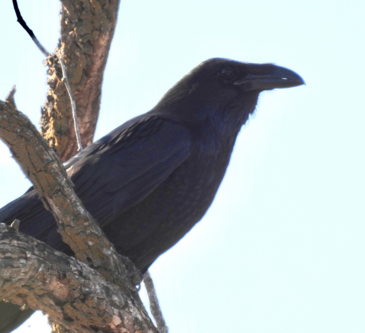 עורב שחור - ML646749059