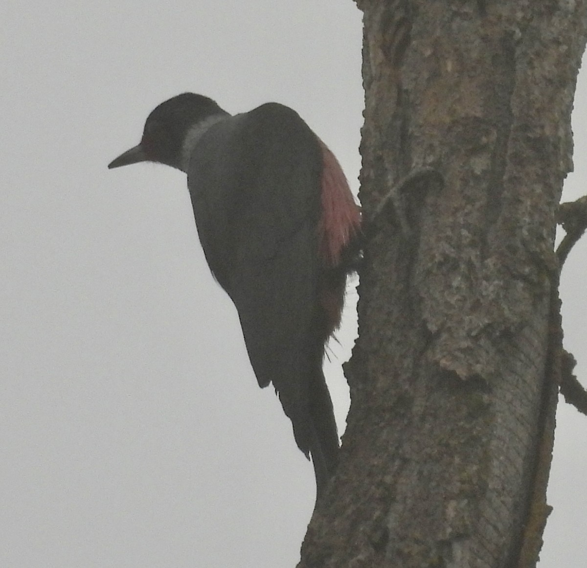 Lewis's Woodpecker - ML646749064