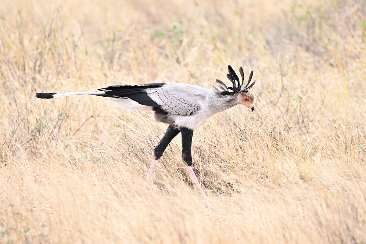 Secretarybird - ML646749069