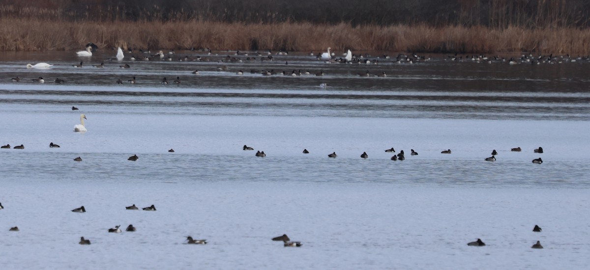 Морская чернеть - ML646749070